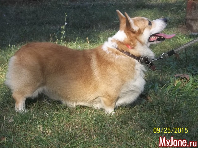 ����� ����� ������� �����  ������� ���.