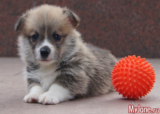 ����� ����� ������� �����  ������� ���.