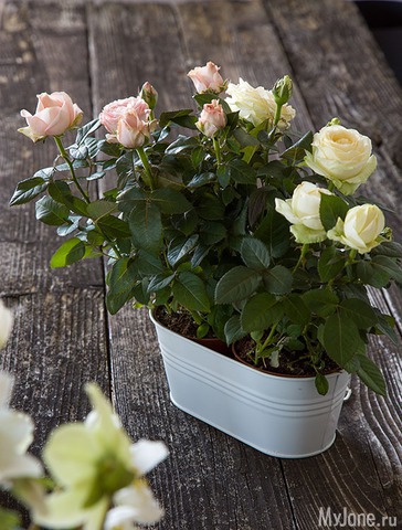 �������� ����