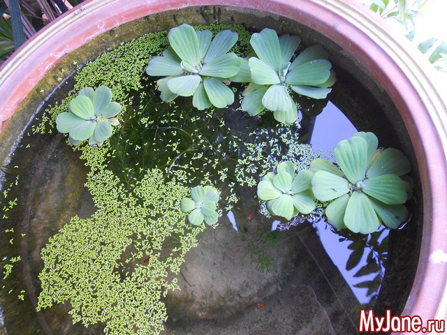 ������� �������.