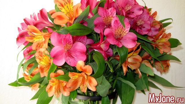 ������ ����� ����