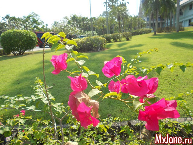 ������� �������.