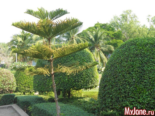 ������� �������.