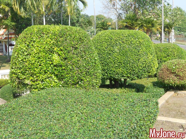 ������� �������.