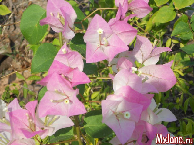 ������� �������.