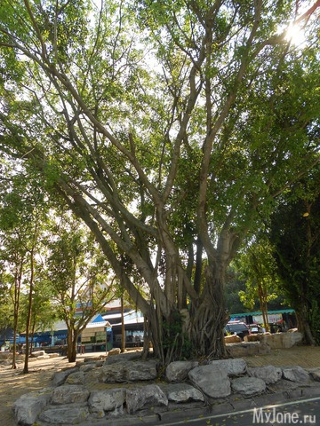 ������� �������.