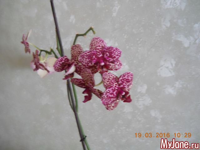 �������� 2016