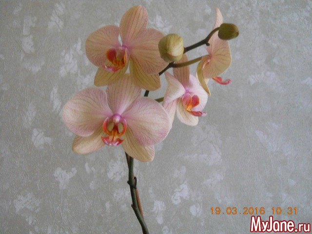 �������� 2016