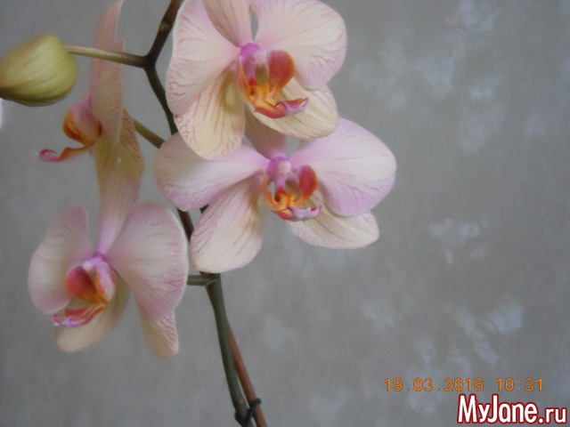 �������� 2016