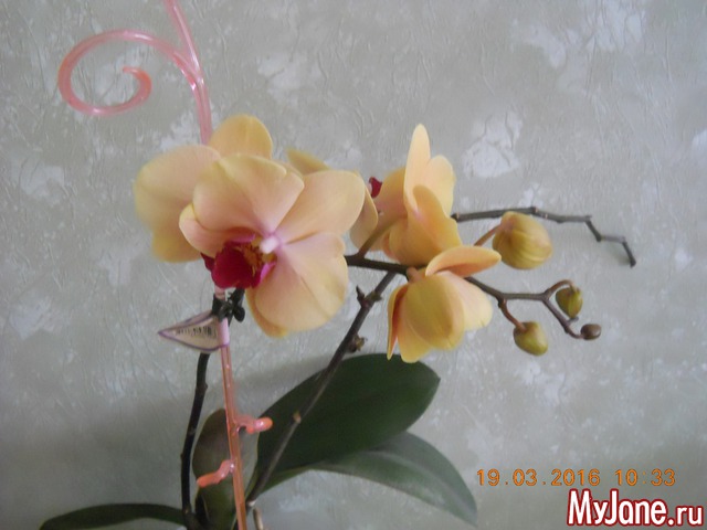 �������� 2016