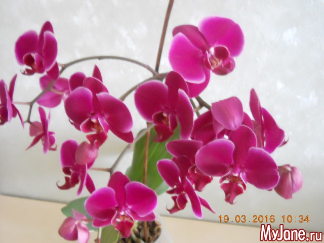 �������� 2016