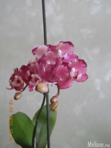 �������� 2016