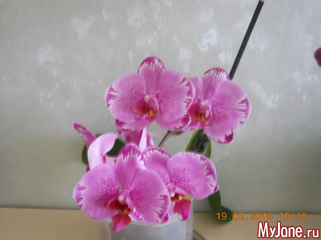 �������� 2016