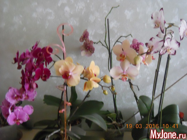 �������� 2016