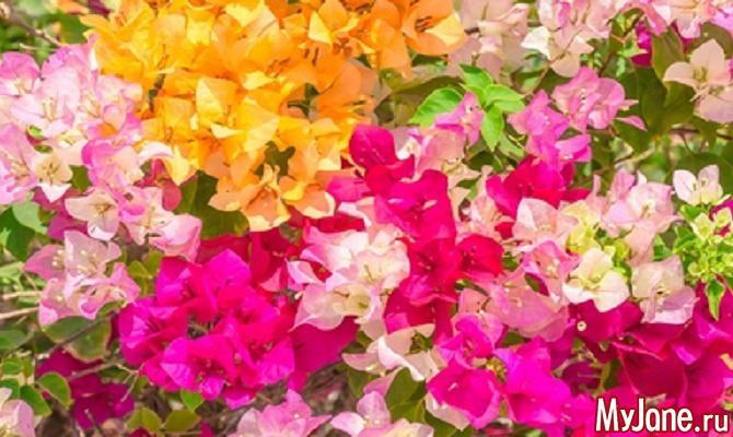 «Бумажный цветок» – бугенвиллия