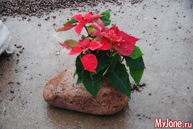 ����� � ������