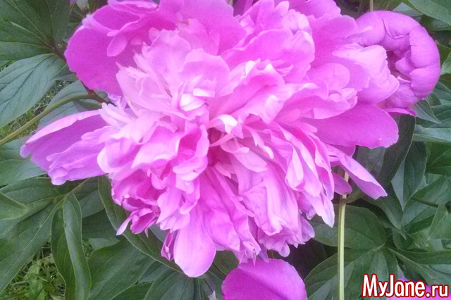 �� �����������