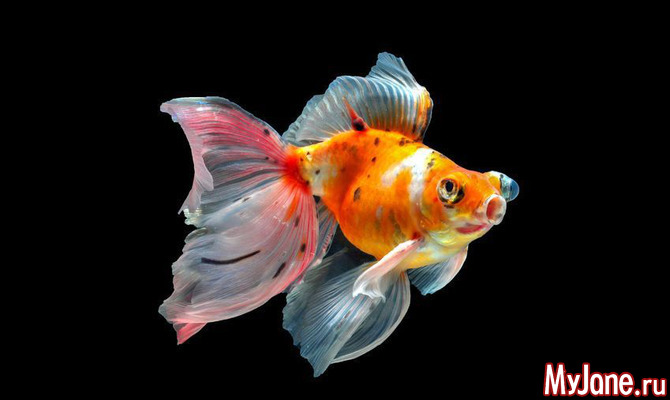 Золотая Рыбка Фото