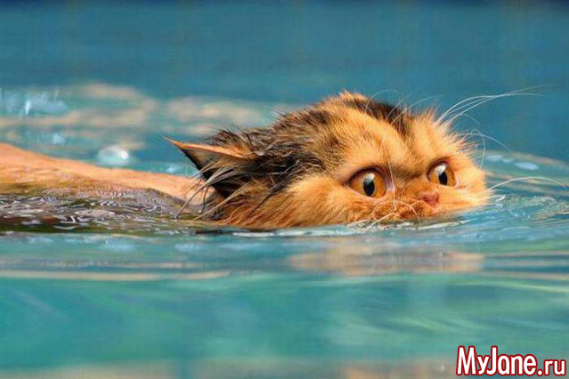 ��� �� ��������� �������