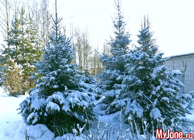 ����� ��� �������