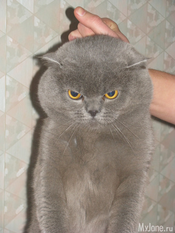 ���, ������ ���.