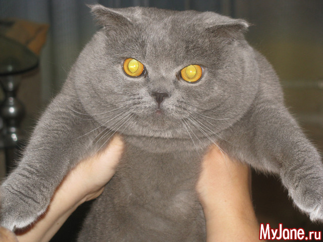 ���, ������ ���.