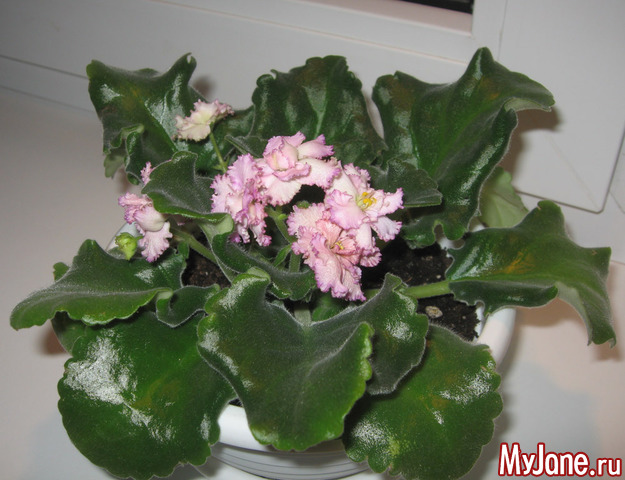 ��������