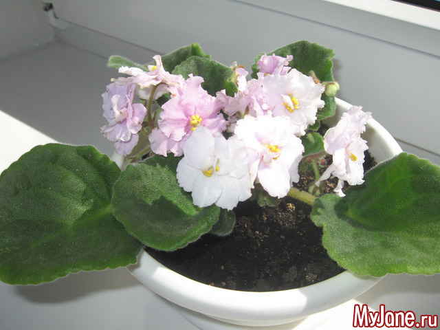 ��������