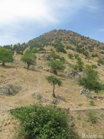 ����� ���, ����� ���� ������ ����.