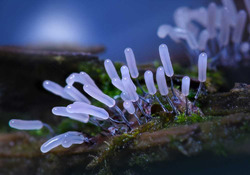  (. Myxomycetes)