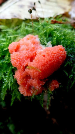   (Tubifera ferruginosa)