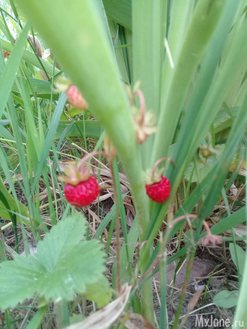 ������ �������