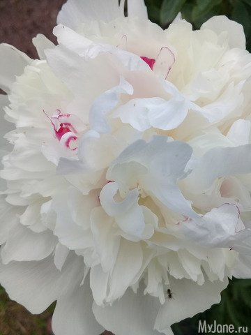 ������ �������