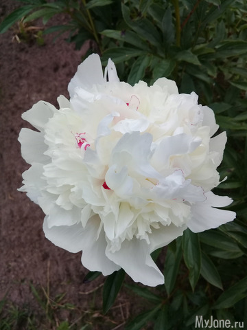 ���� �� �������� �������)