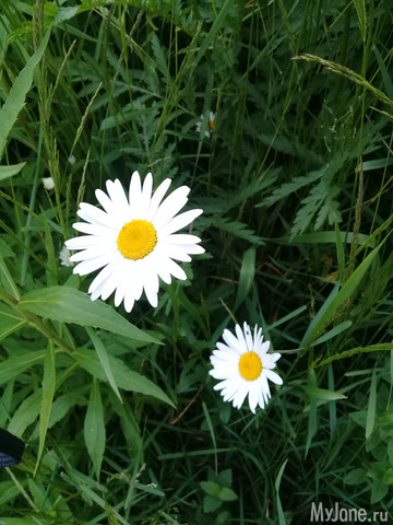 ������ �������