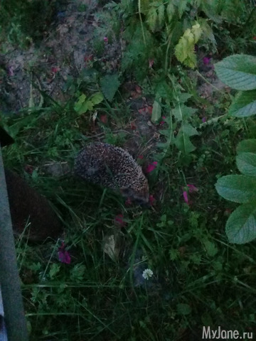 ������ �������