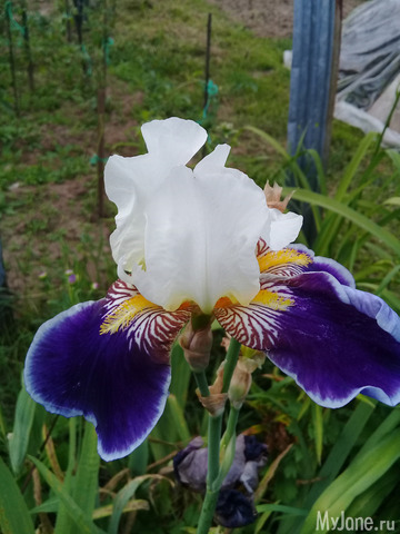 ������ �������