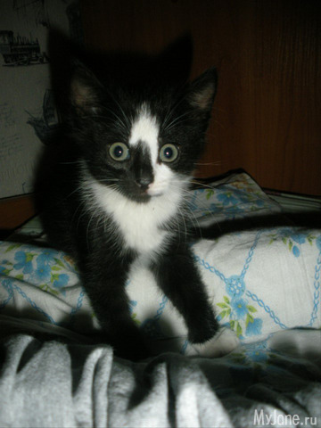 ��������� ��������