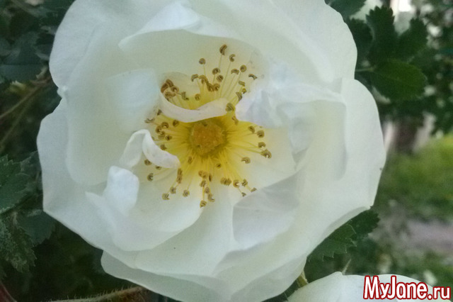 �� �����������