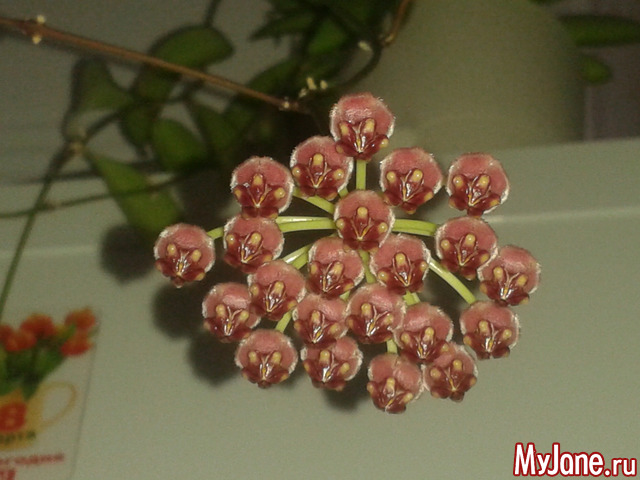 ��������� ��������