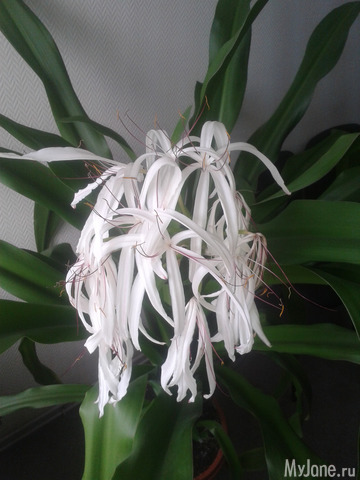 ��������� ��������