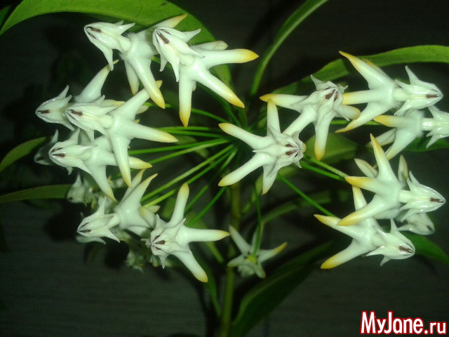 ��������� ��������