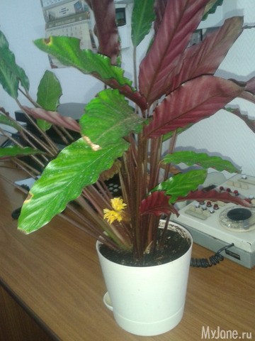 ��������� ��������