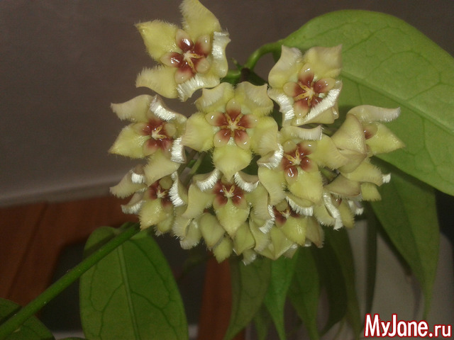 ��������� ��������