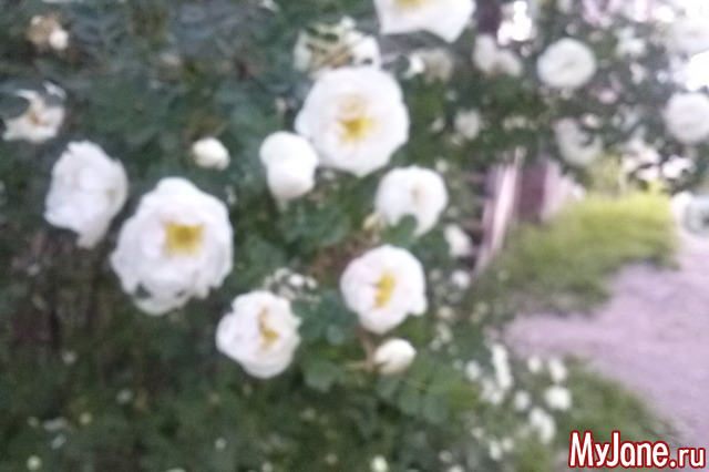 �� �����������