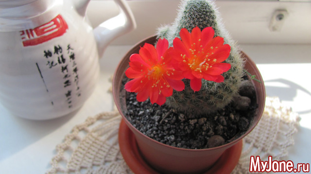 ����� � ��� ����.