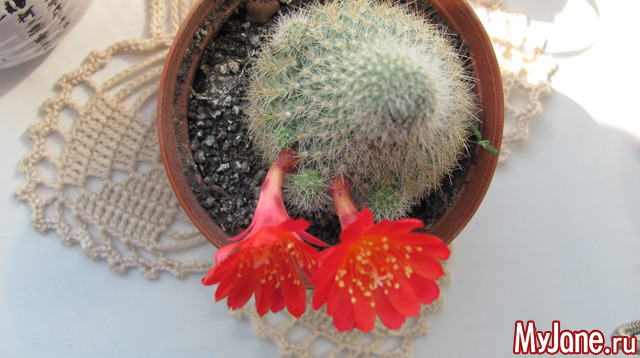 ����� � ��� ����.