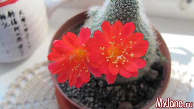 ����� � ��� ����.