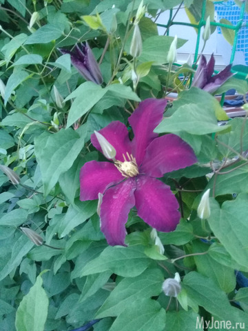 ������ �������