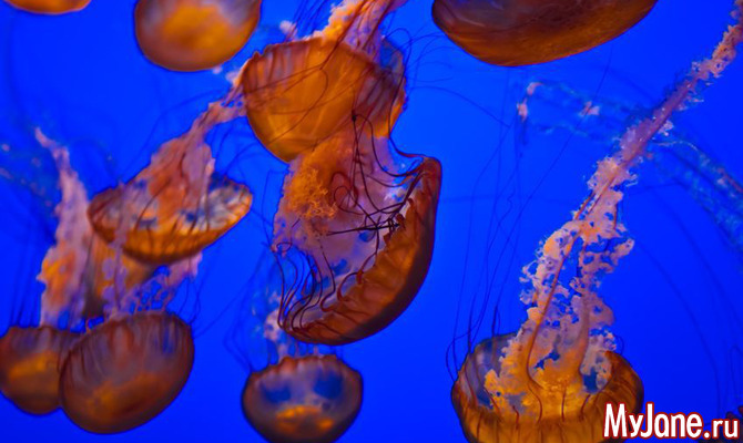 Такие разные медузы